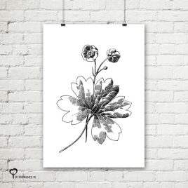 Het Noteboompje poster zwart wit zwartwit zwart-wit zwart/wit botanicals planten urban jungle bloemen pentekening schets
