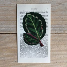 tropische bladeren tropen blad print franse frans vintage oud pagina bladzijde poster Het Noteboompje