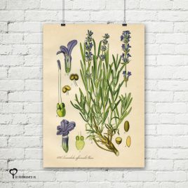 vintage poster 20 x 30 cm oud reproductie botanical botanicals posters het noteboompje lavendel lavendula