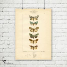 vintage poster 20 x 30 cm oud reproductie botanical botanicals posters het noteboompje vlinder vlinders nachtvlinder nachtvlinders