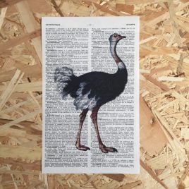 struisvogel print franse frans vintage oud pagina bladzijde poster Het Noteboompje